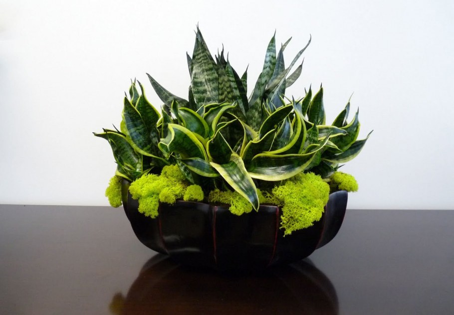 Сансевиерия Аубрутиана Грин