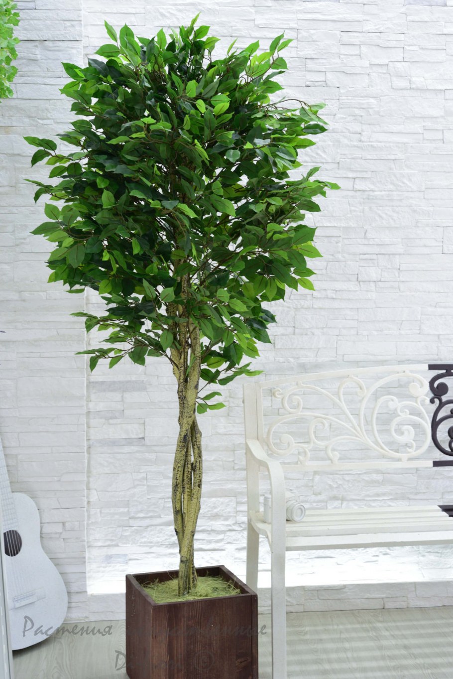 Фикус Бенджамина дерево живое