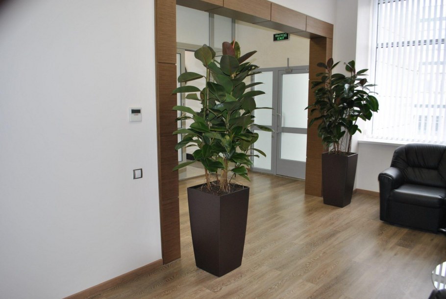 Фикус Бенджамина крупномер