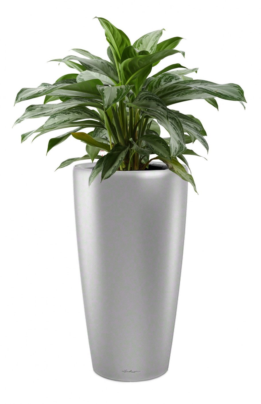 Фикус Бенджамина Рой