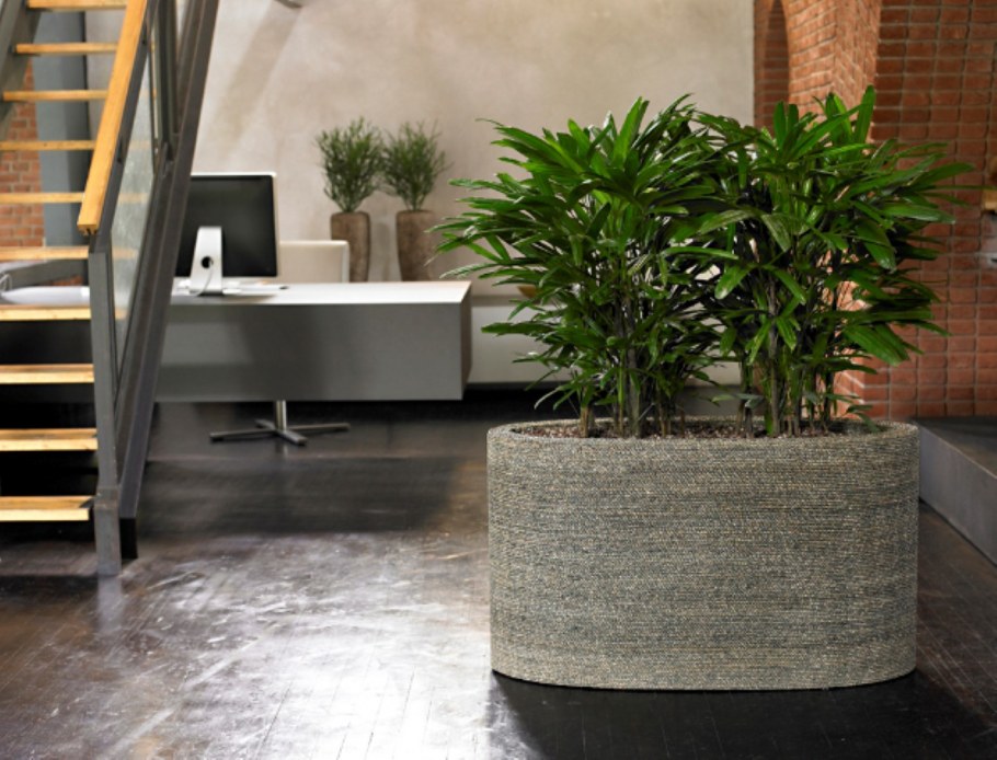 Фикус умбрелла