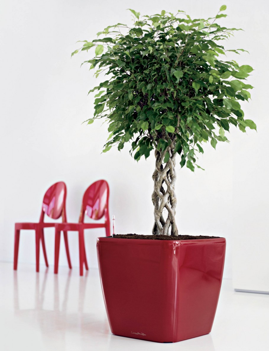 Фикус Бенджамина экзотика цилиндр