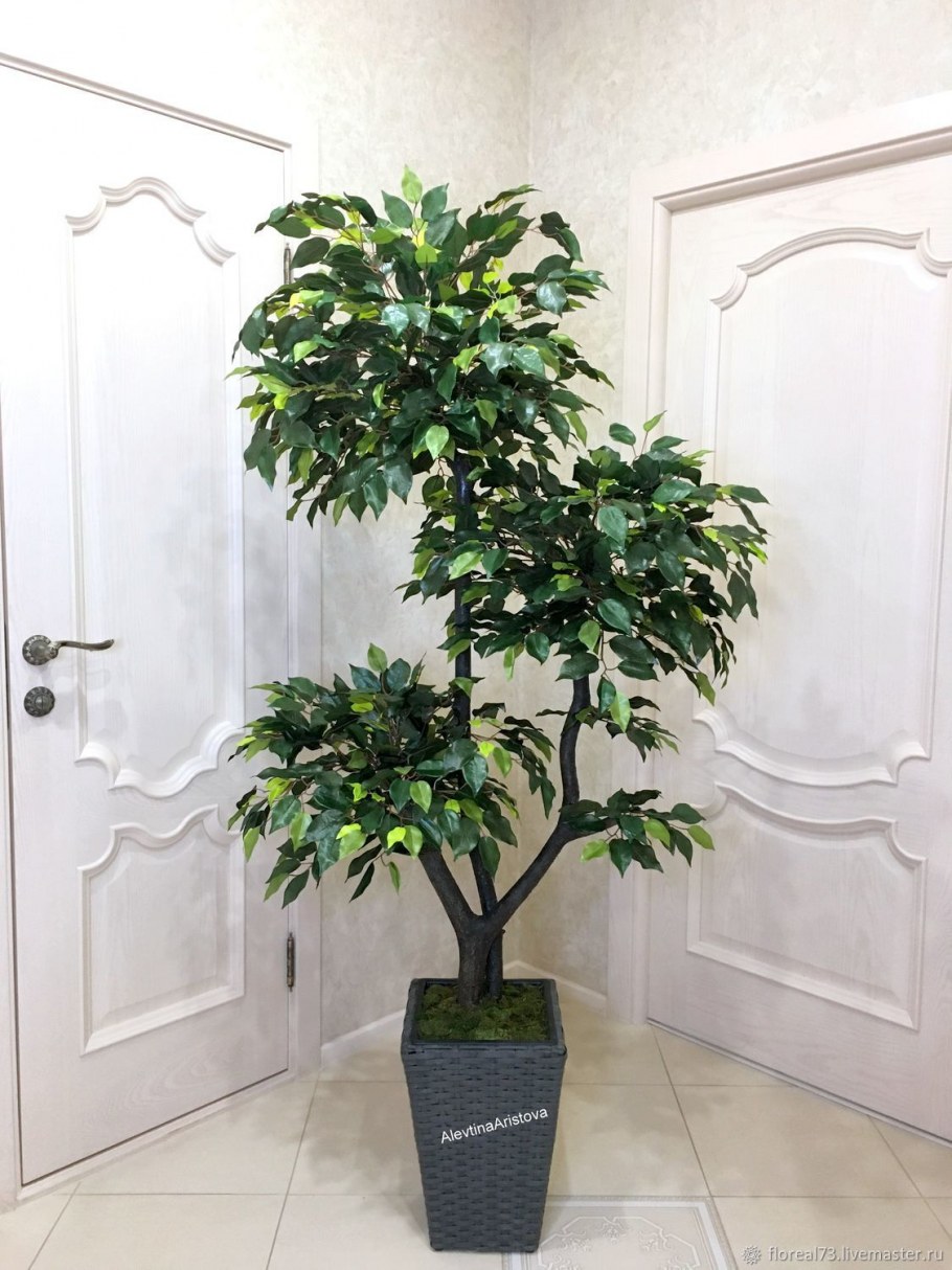 Фикус Бенджамина Lechuza