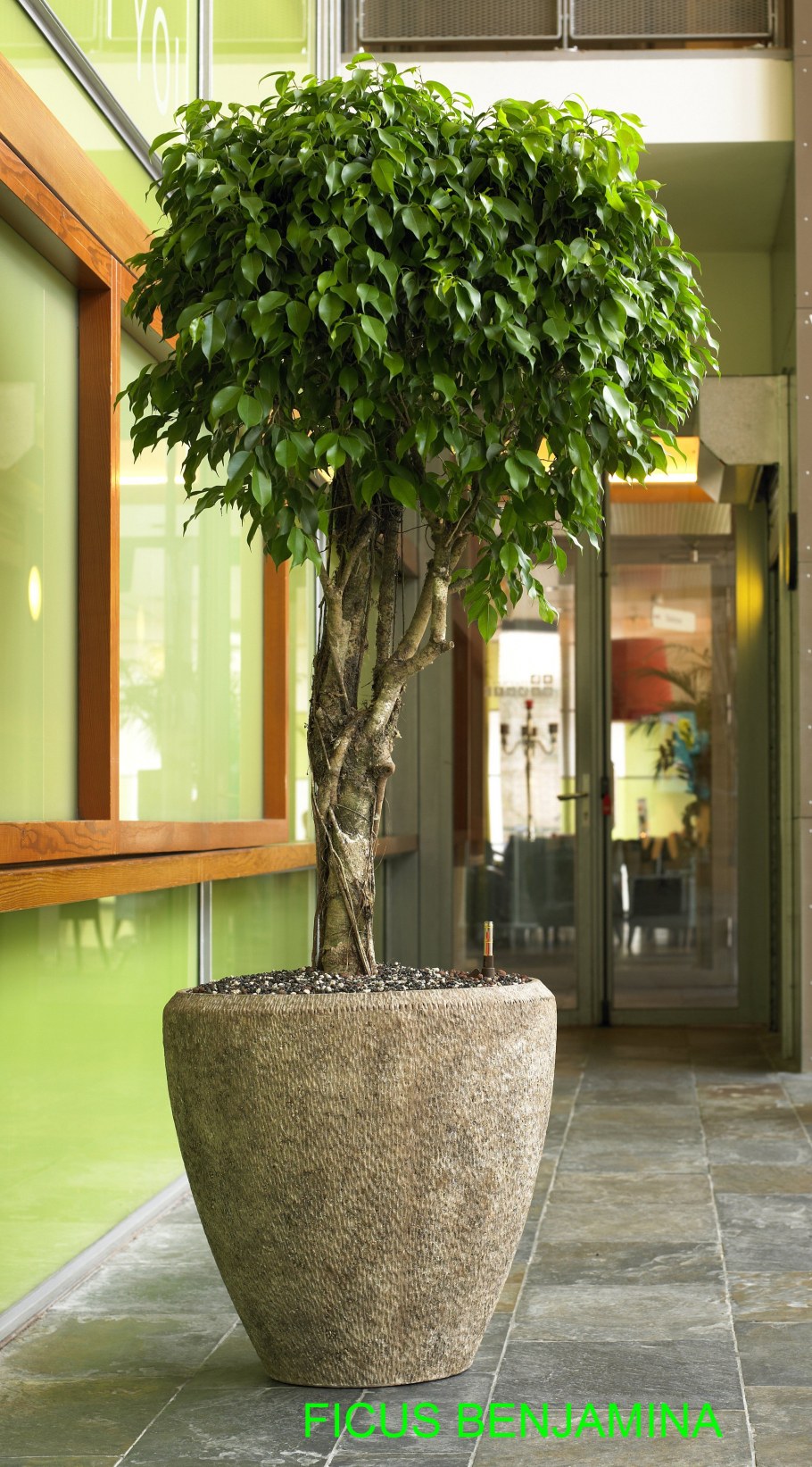 Кашпо для фикуса Бенджамина