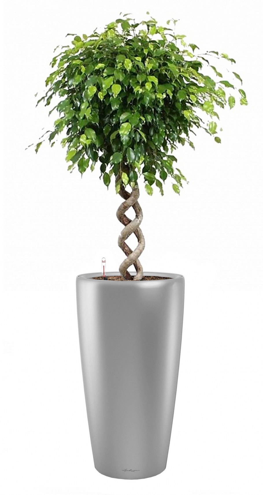 Фикус Бенджамина