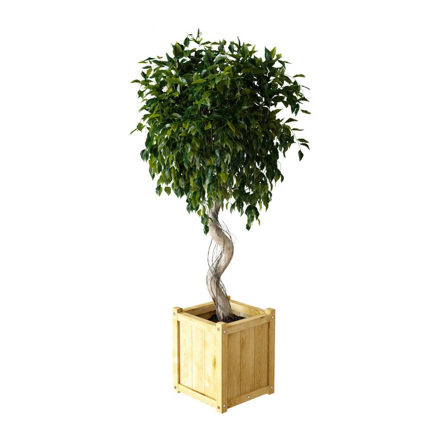 Fejka фейка /фикус Бенджамина "экзотика"