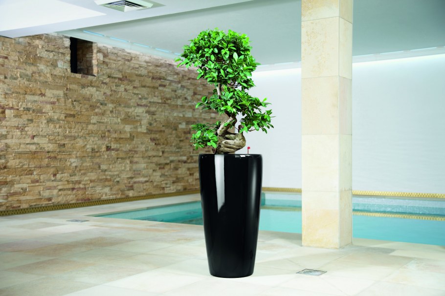 Фикус Мелани + Lechuza