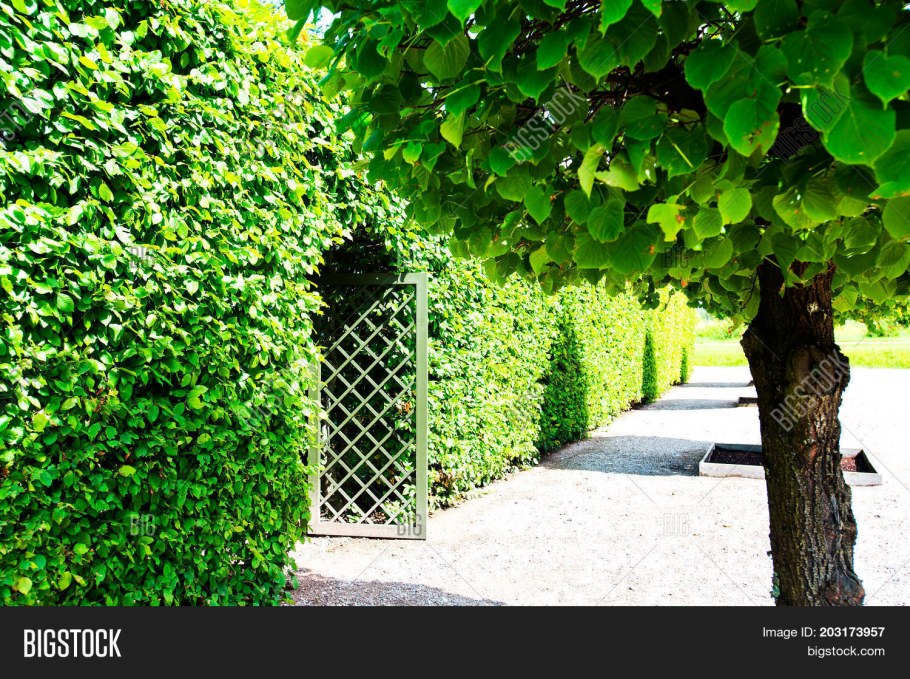 Кизильник и туи в изгороди