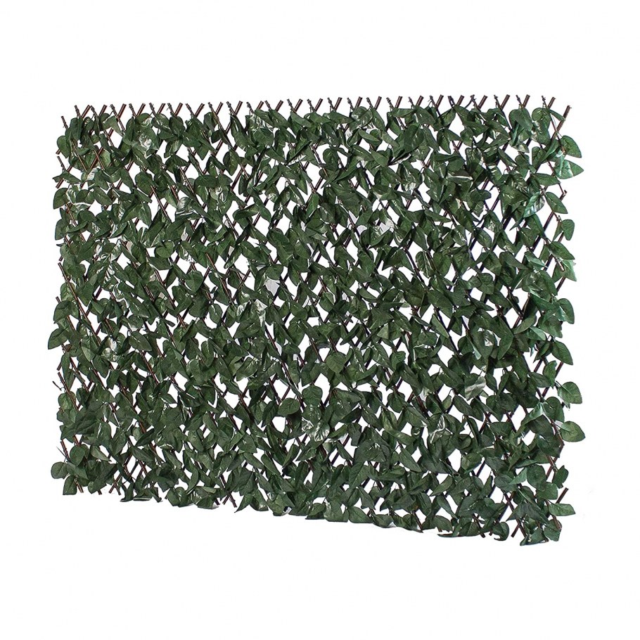 Девичий виноград (партеноциссус) - Лиана