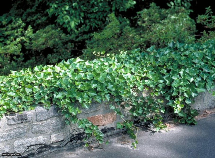 Плющ девичий виноград