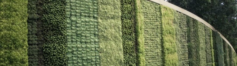 Плющ Хедера изгородь