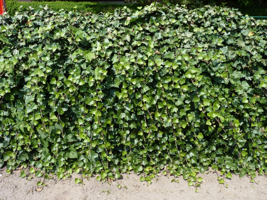 Вьющиеся растения для живой изгороди
