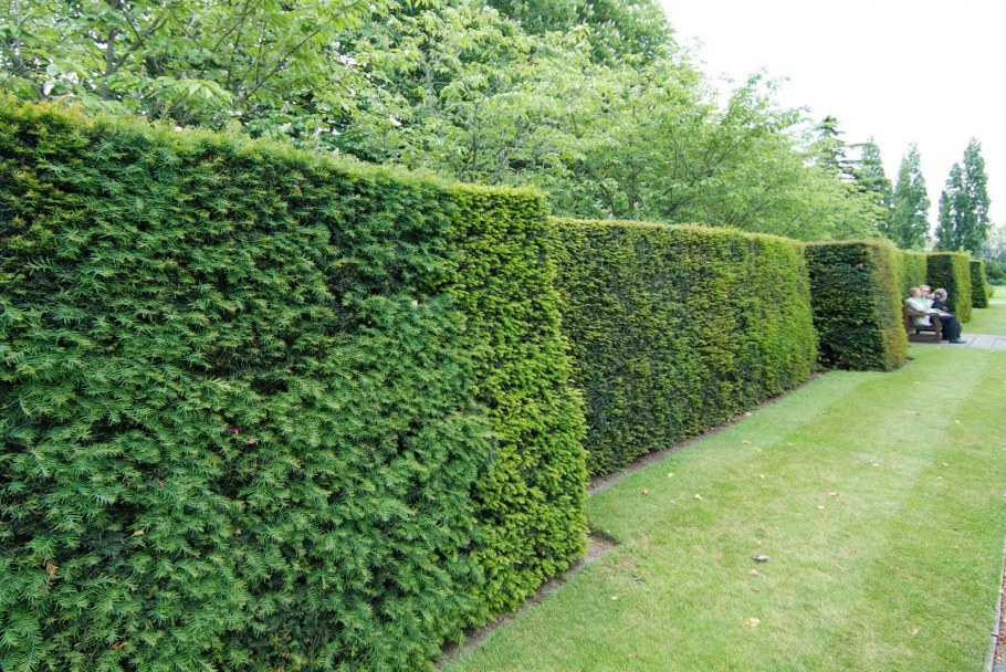 Девичий виноград фитостена