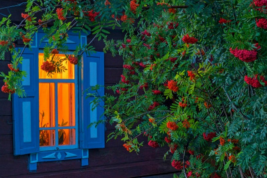 Деревенский домик с рябиной