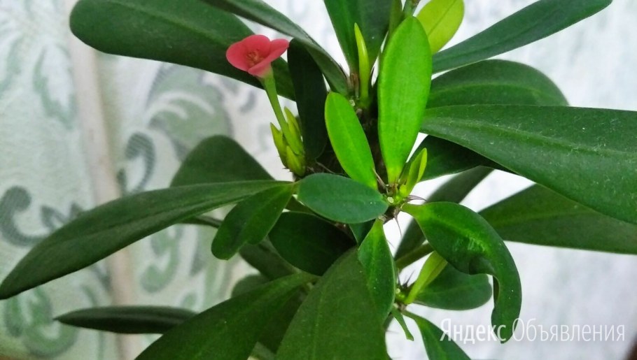 Молочай комнатный в интерьере