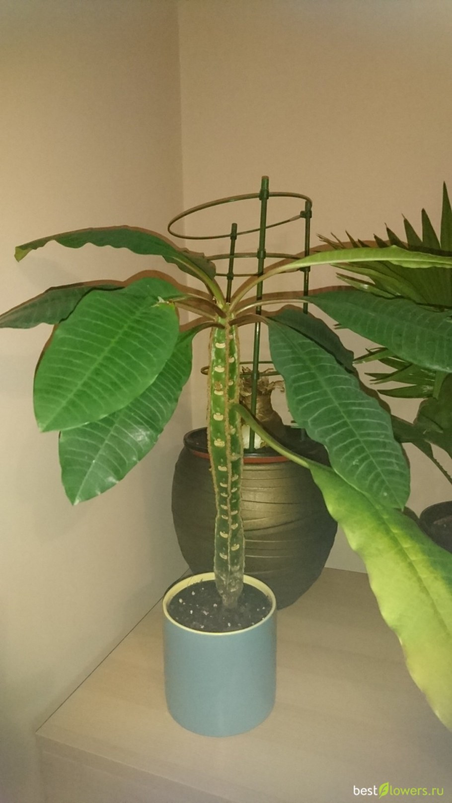 Педилантус титималоидес