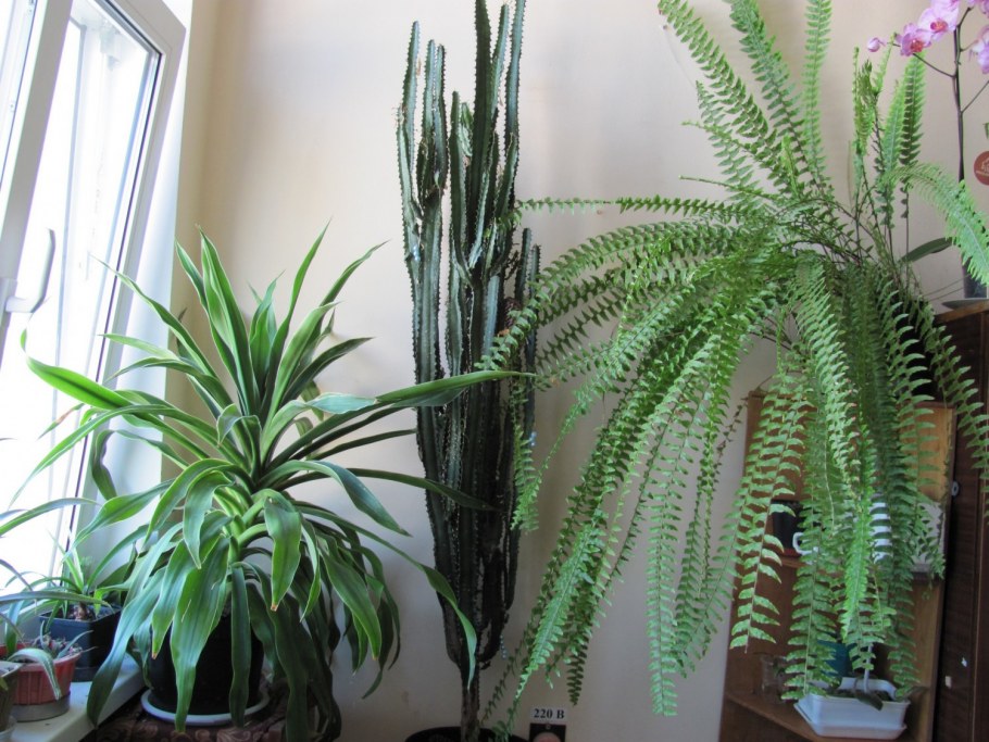 Amandelwolfsmelk Euphorbia молочай