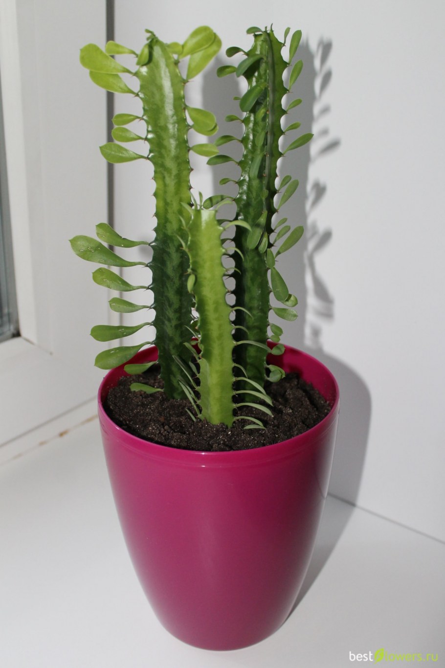 Эуфорбия тригона