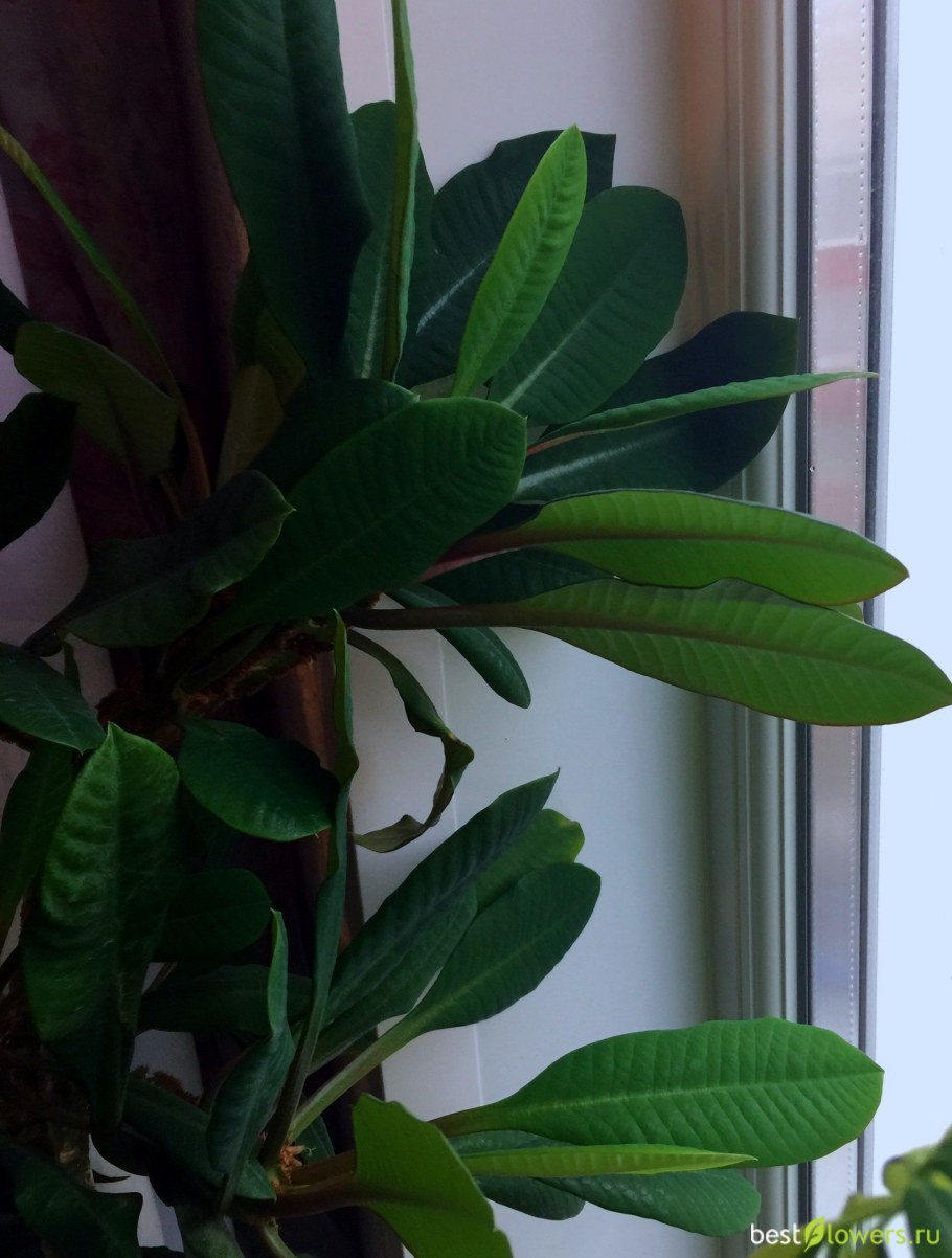 Молочай тирукалли (Euphorbia tirucalli)