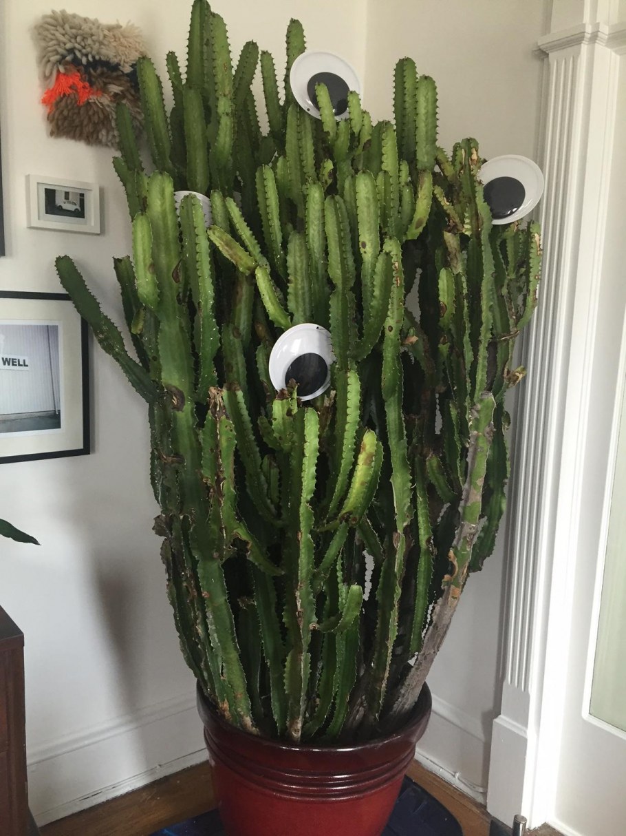 Комнатные цветы в интерьере гостиной