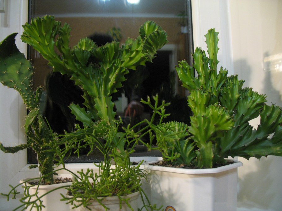 Сансевиерия Юкка