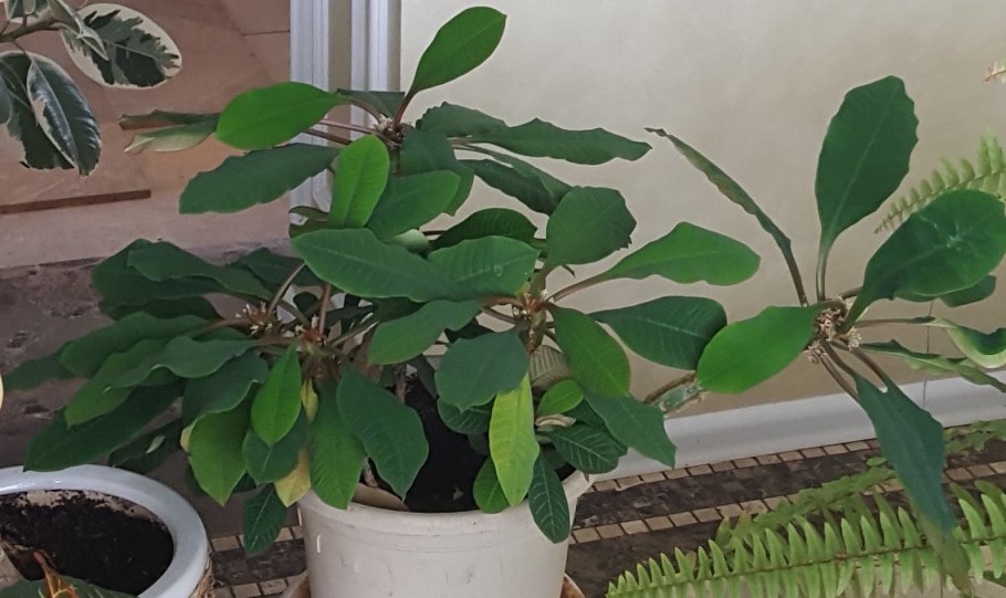 Молочай кипарисовый (Euphоrbia cyparíssias)