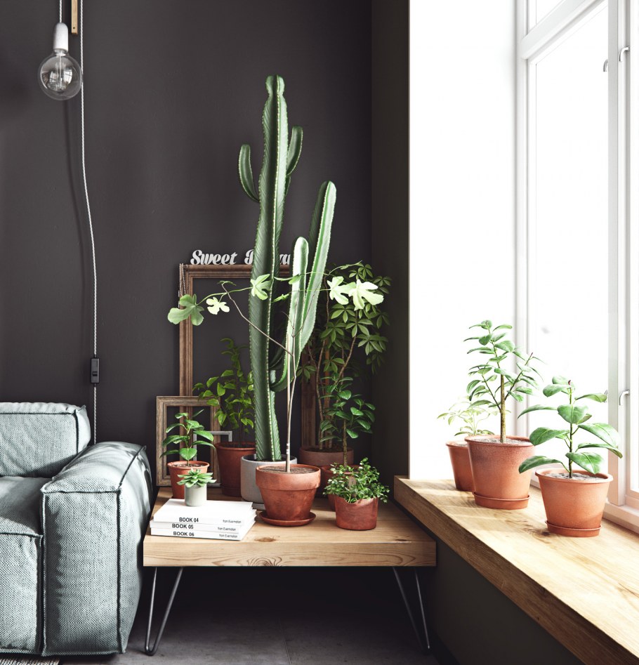 Сканди растения