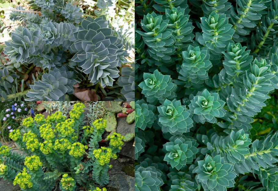 Замиокулькас и монстера