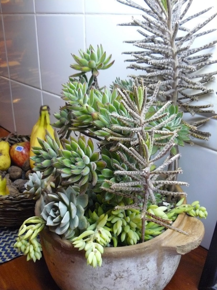 Кактус молочай Пальма