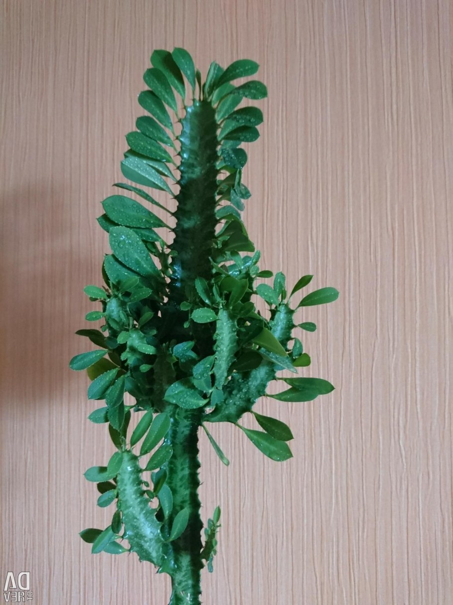 Диффенбахия, эуфорбия