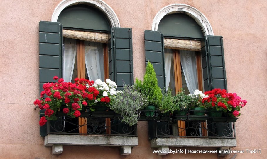 Герань в Италии