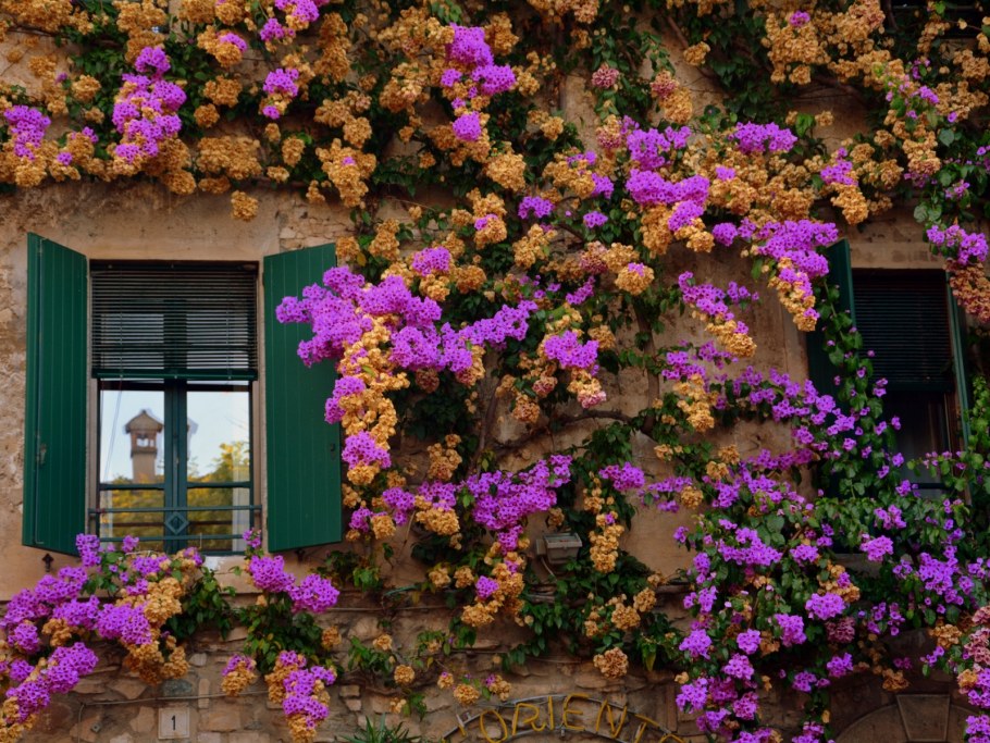 Плетущиеся цветы