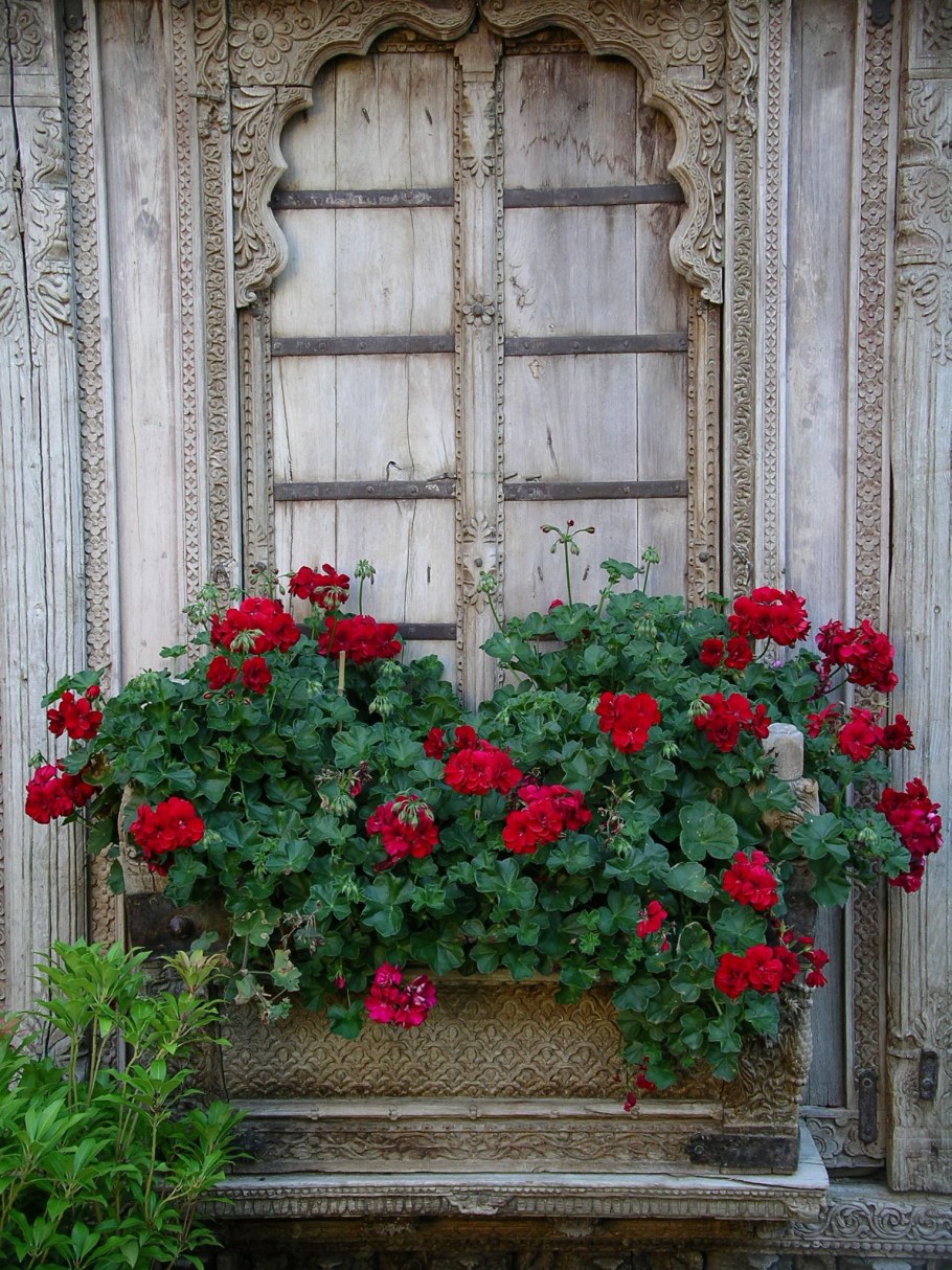 Однолетние цветы для балкона