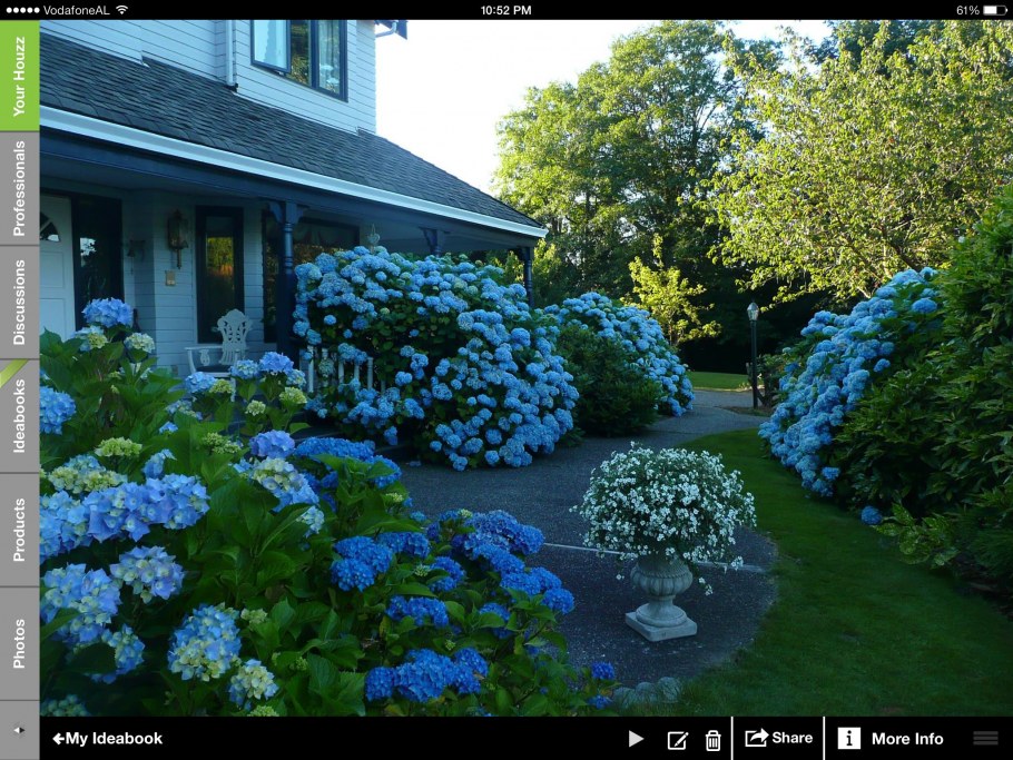 Гортензия крупнолистная в миксбордере