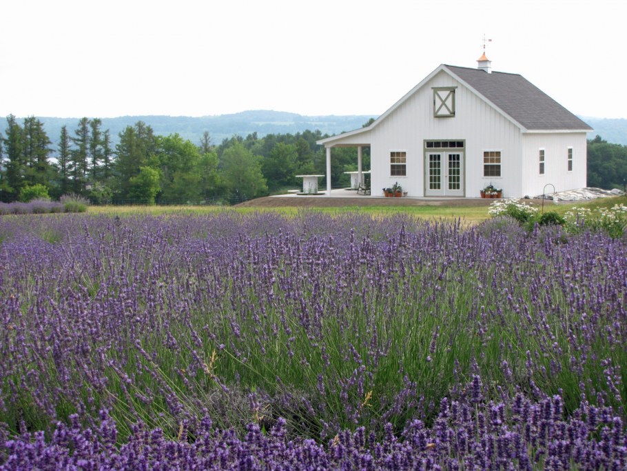 Лавандовая ферма в Сан Франциско