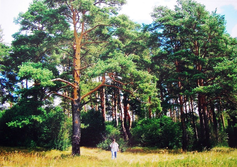 Киз корабельные сосны 6 Маслово