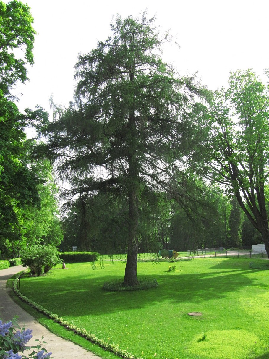 Нижневартовск сад 52