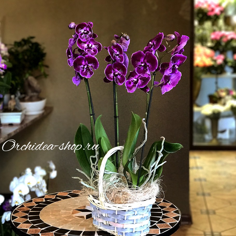 Фаленопсис Орхидея живые
