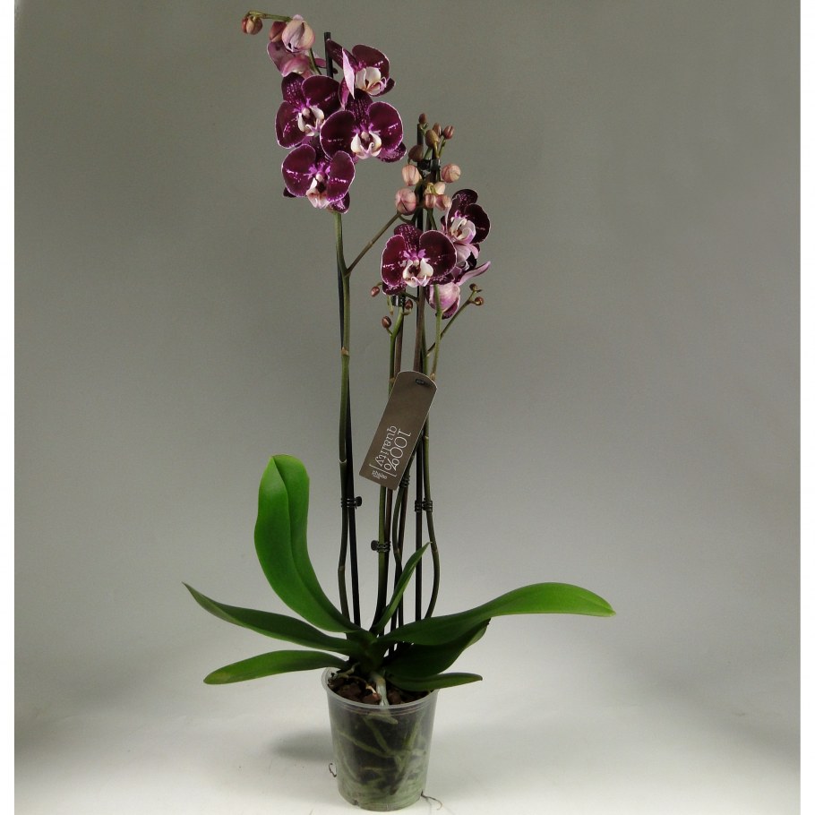 Фаленопсис Harmony