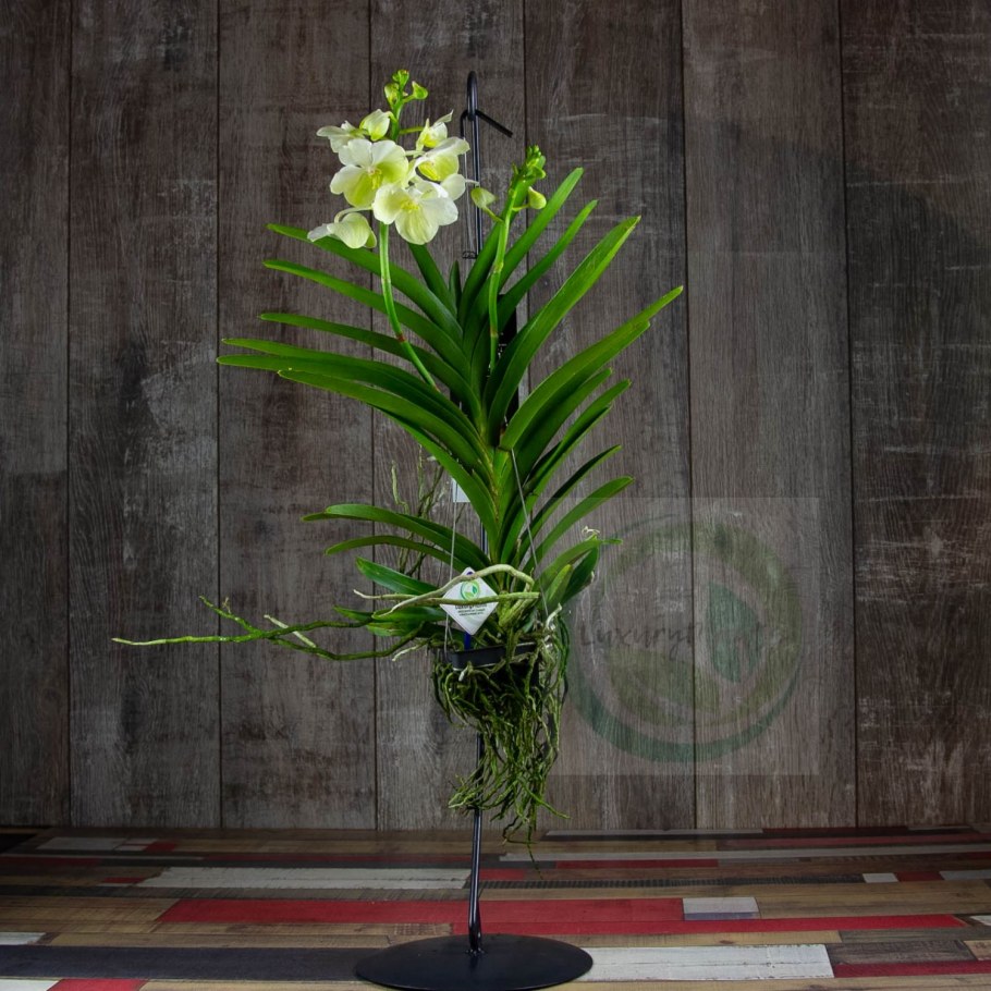 Орхидеи в интерьере