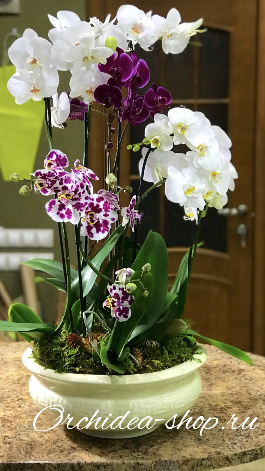 Фаленопсис горшечный