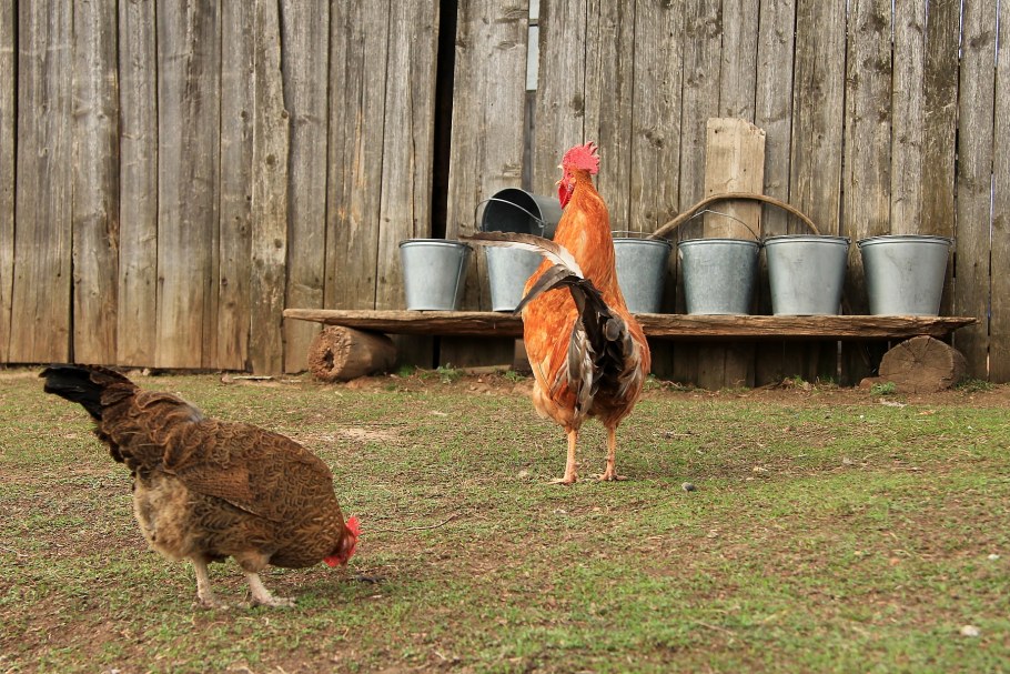 Частные подворья птиц