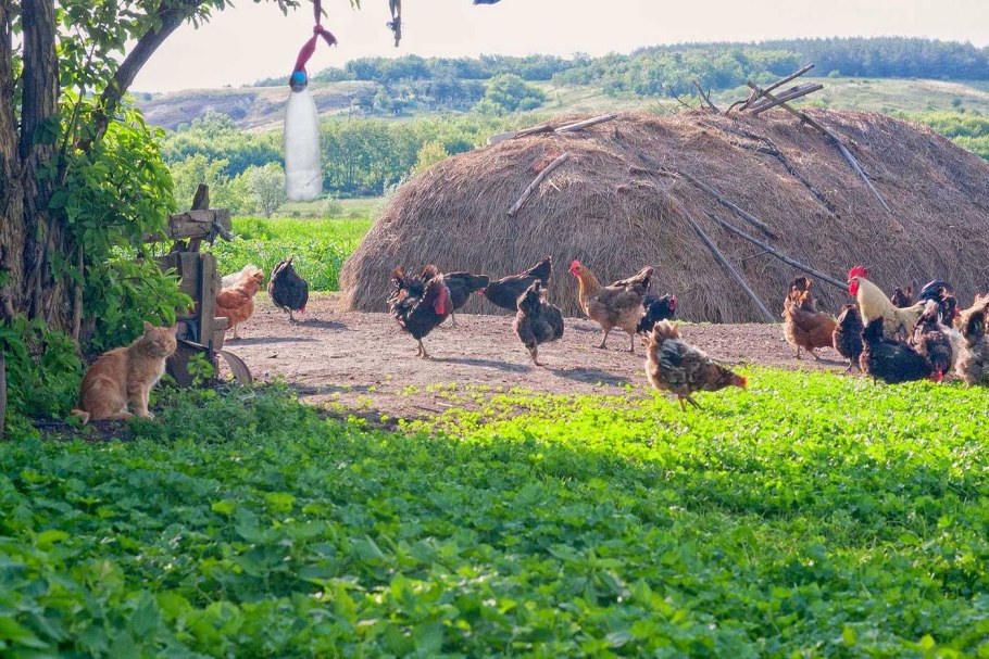 Сельский дворик в Хорватии