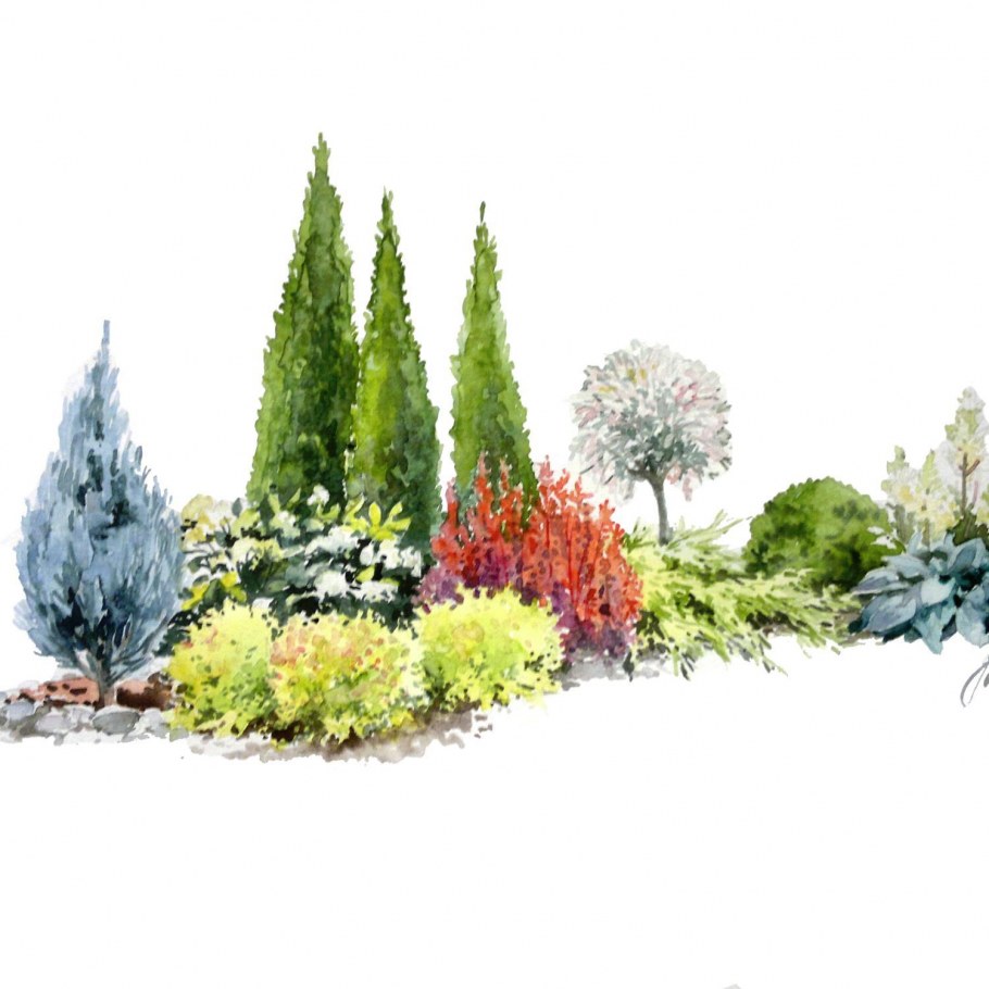 Миксбордеры с хвойниками