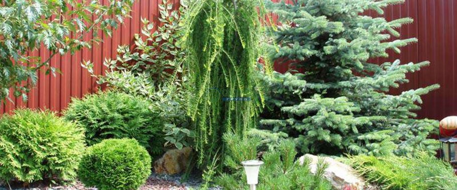 Туя Даника в миксбордере