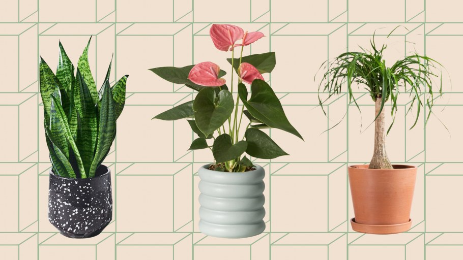 Indoor Plant next Day delivery