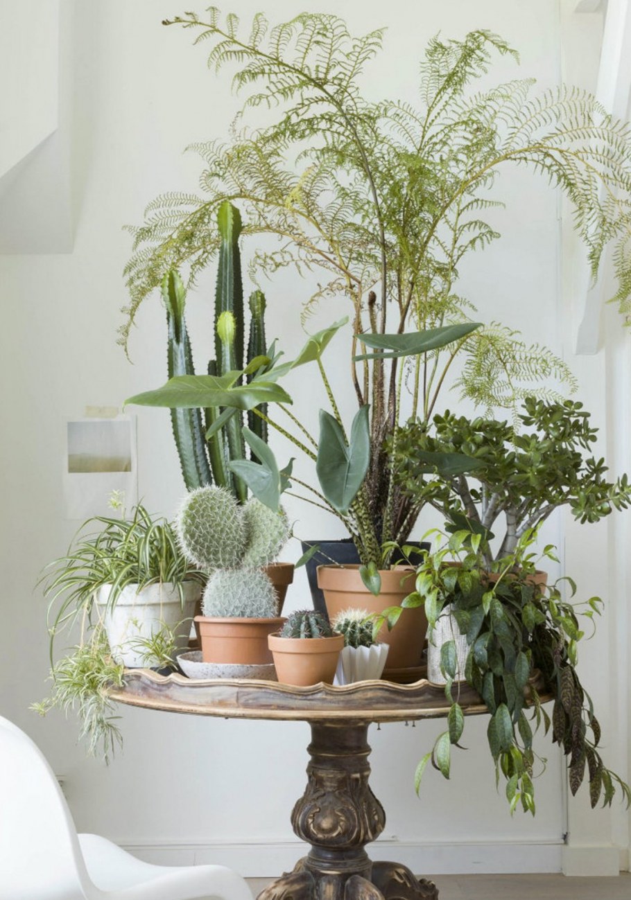 Декоративные растения для интерьера