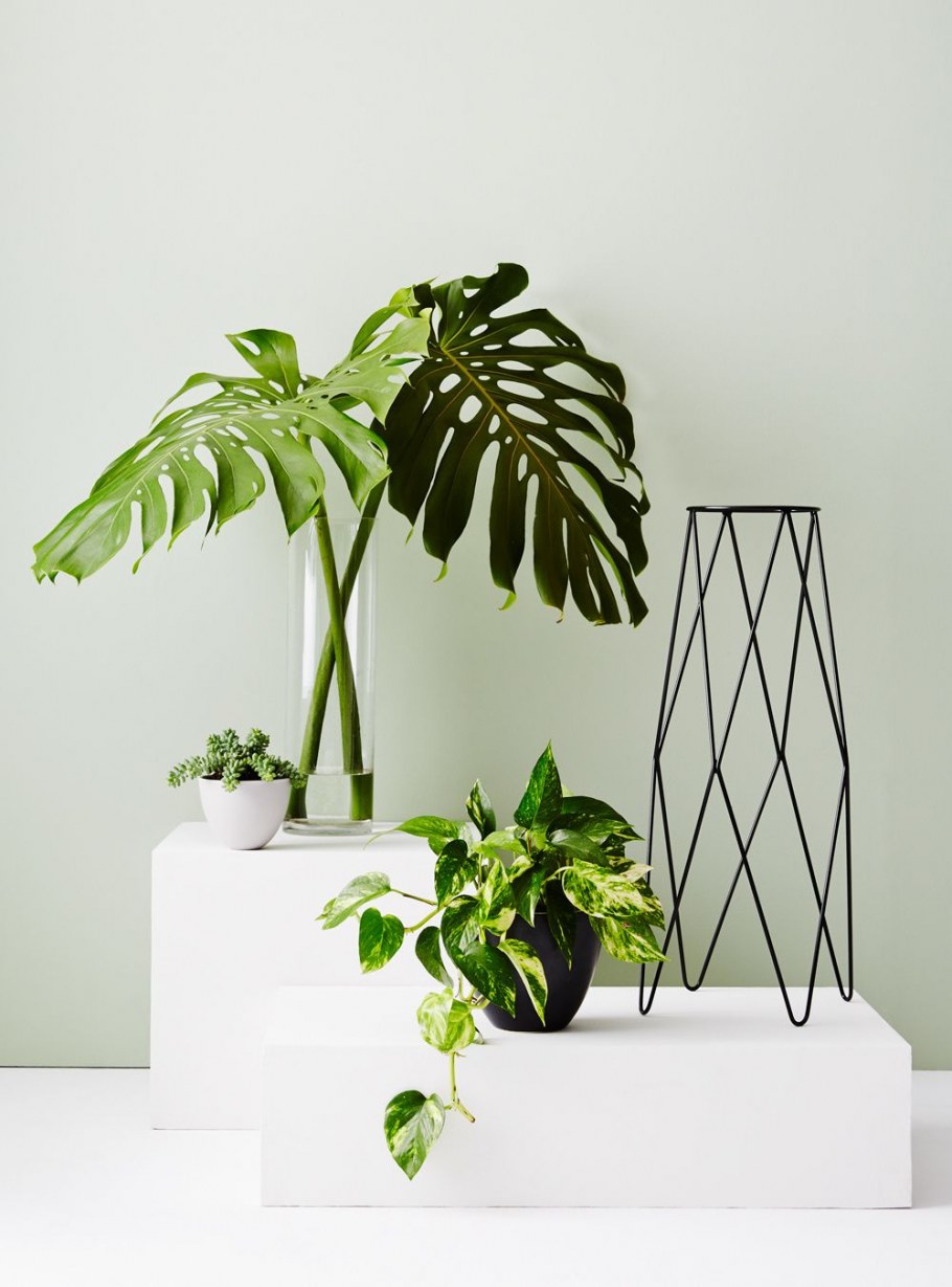 Растения Эстетика