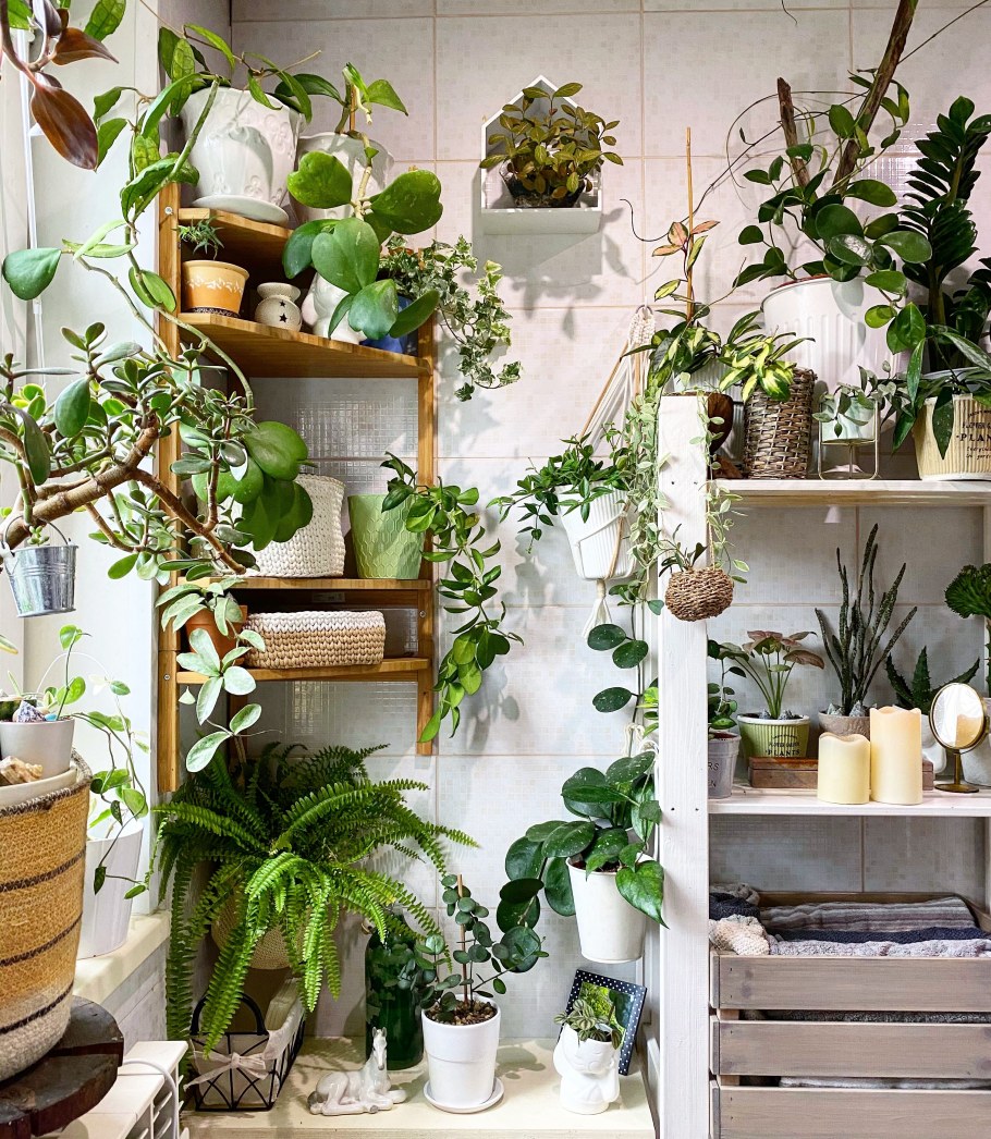 Камерплант Техас микс