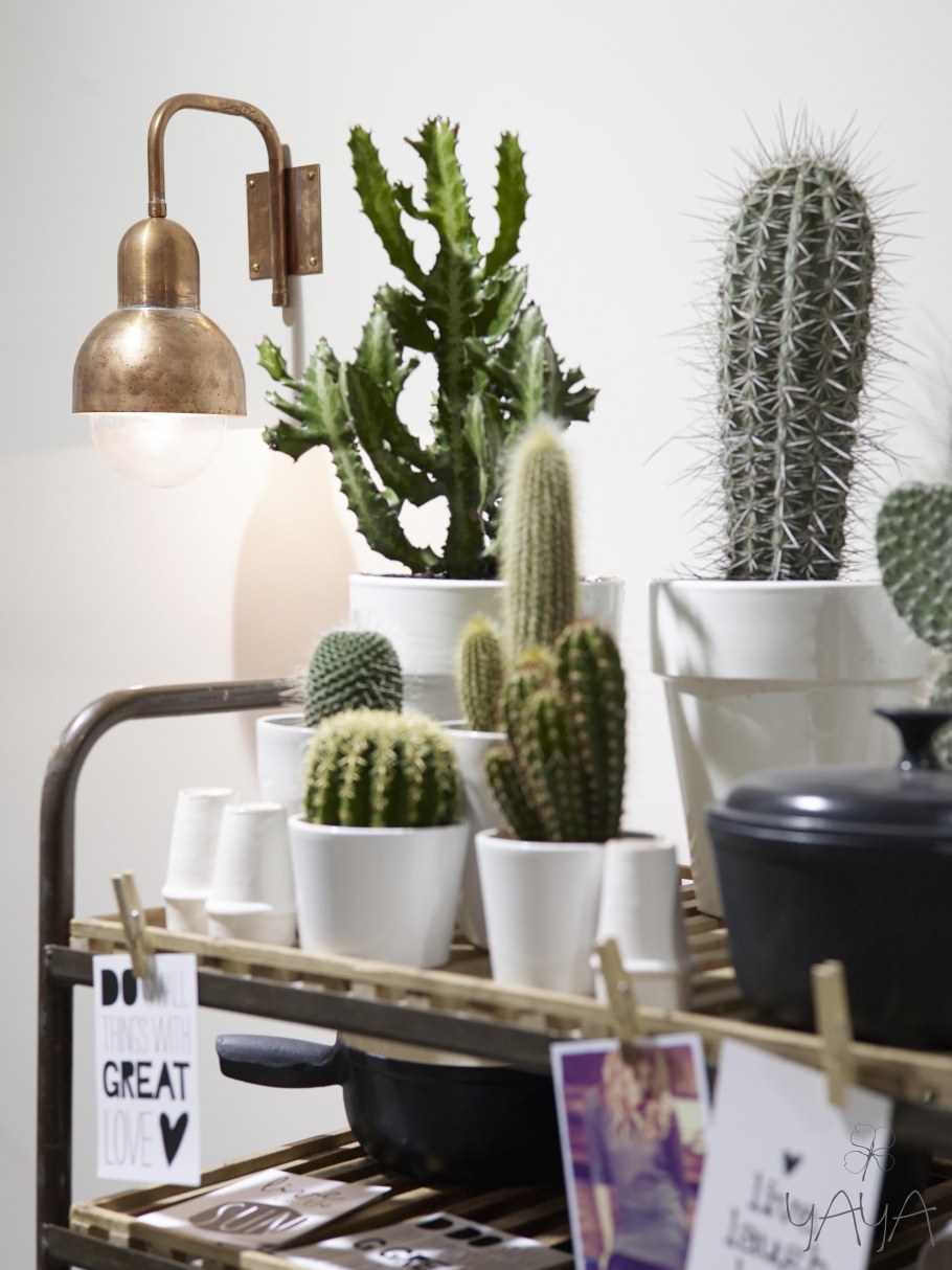 Монстера в интерьере